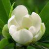 Magnolia virginiana, 'Henry Hicks'