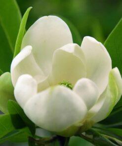 Magnolia virginiana, 'Henry Hicks'