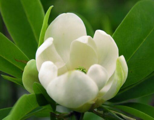 Magnolia virginiana, 'Henry Hicks'