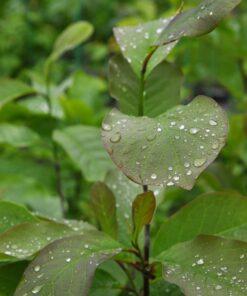 Magnolia denudata