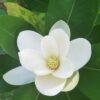 Magnolia grandifolia, ‘Southern Magnolia’ – ‘Little Gem’