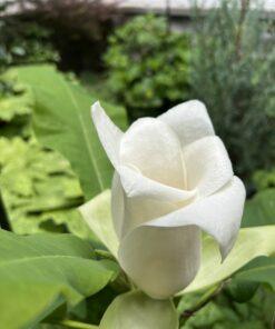 Magnolia,macrophylla ssp. Ashei