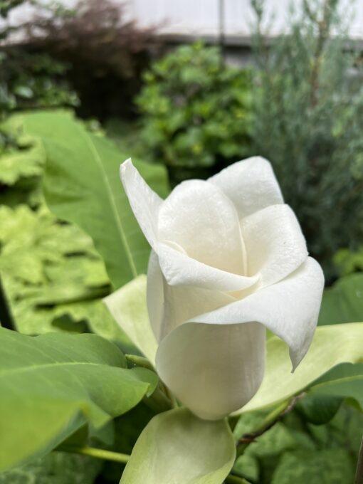 Magnolia,macrophylla ssp. Ashei