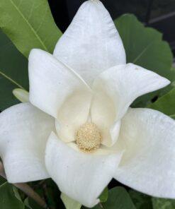 Magnolia, macrophylla ssp. Ashei