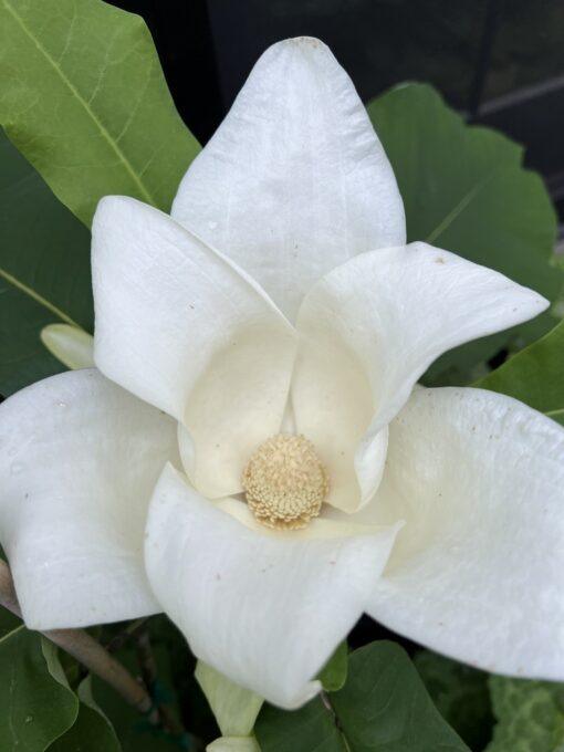 Magnolia, macrophylla ssp. Ashei