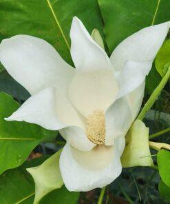 magnolia macrophylla, ashei