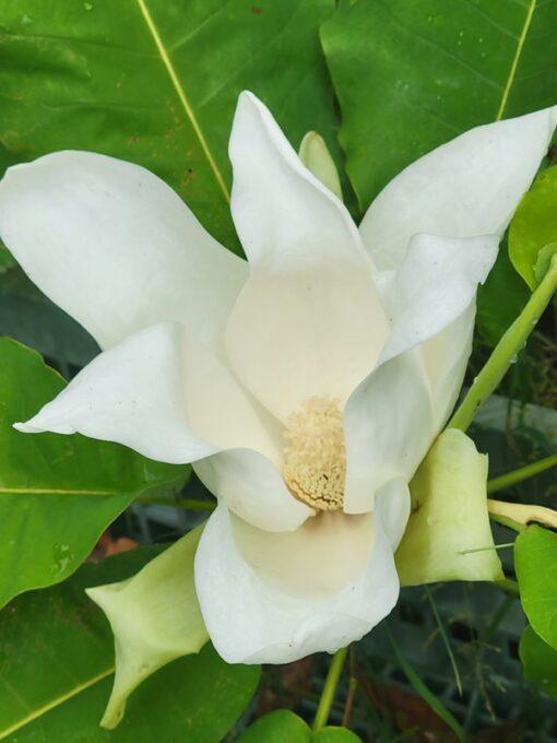 magnolia macrophylla, ashei