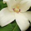 Magnolia macrophylla ssp. Ashei, 'Bigleaf Magnolia'