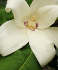 Magnolia macrophylla ssp. Ashei, 'Bigleaf Magnolia'