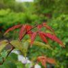 Acer mandshuricum, 'Manchurian Maple'