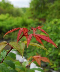 Acer mandshuricum, 'Manchurian Maple'