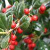 Ilex, Nellie Stevens