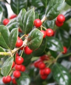 Ilex, Nellie Stevens