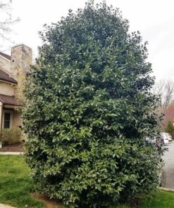 Ilex, Nellie Stevens Hollie