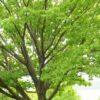 Quercus rubra, 'Northern Red Oak'