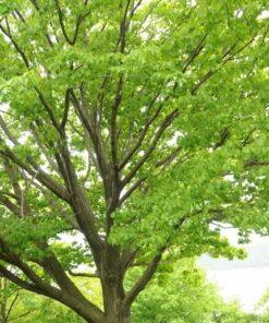 Quercus rubra, 'Northern Red Oak'