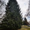 Picea abies, Norway Spruce