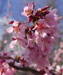 Prunus x okame, 'Okame Cherry'