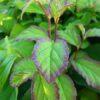 Parrotia persica, 'Ironwood'