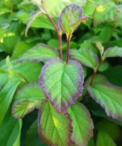 Parrotia persica, 'Ironwood'