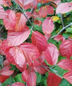 Parrotia persica, 'Ironwood'