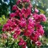 Lagerstroemia Crape Myrtle, 'Pink Velour'