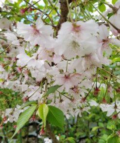 Prunus autumnalis