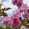 Prunus serrulata - Kwanzan cherry