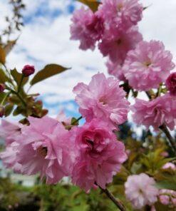 Prunus serrulata - Kwanzan cherry