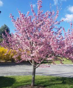 prunus x okame