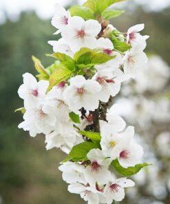 Prunus serrulata 'Snow Goose'