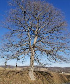 quercus alba