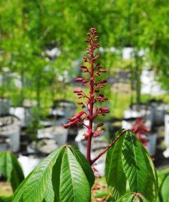 Aesculus pavia, 'Red Buckeye'