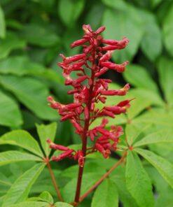 Aesculus pavia, 'Red Buckeye'