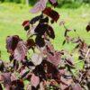 Corylus avellana, 'Red Dragon'