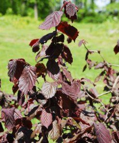 Corylus avellana, 'Red Dragon'