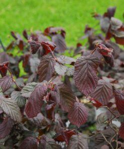 Corylus avellana, 'Red Dragon'