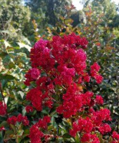 Lagerstroemia Crape Myrtle, 'Red Rocket'