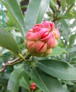 magnolia virginiana, sweetbay