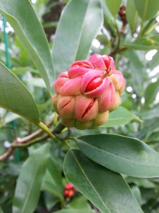 magnolia virginiana, sweetbay