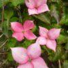 Cornus nuttallii, 'Rosy Teacups Dogwood'