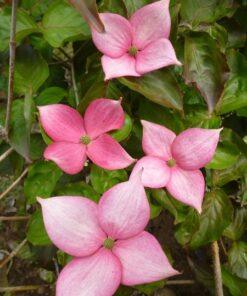 Cornus nuttallii, 'Rosy Teacups Dogwood'