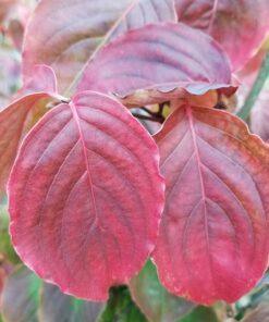 Cornus nuttallii, 'Rosy Teacups Dogwood'