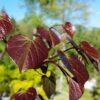 Cercis canadensis 'Ruby Falls Redbud'