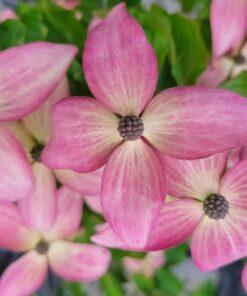 cornus kousa, scarlet fire