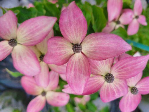 cornus kousa, scarlet fire