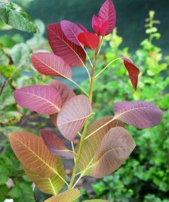 Cotinus coggygria, 'Grace Smoke Tree'