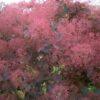 cotinus coggygria