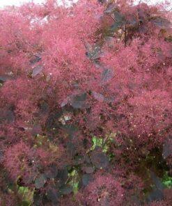 cotinus coggygria