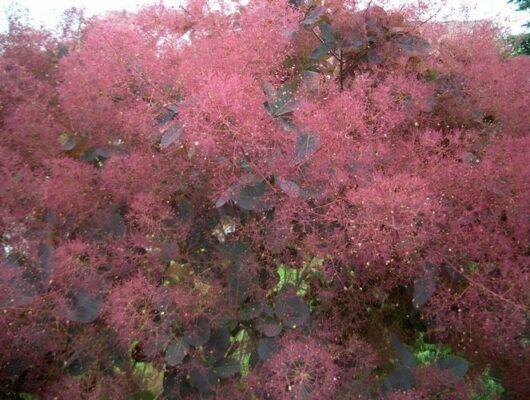 cotinus coggygria